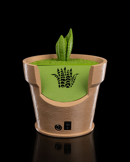 Snake Plant