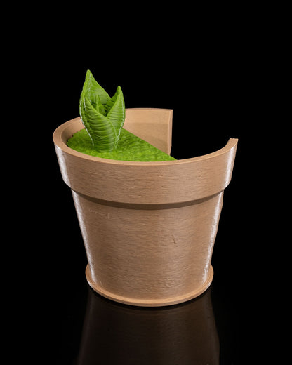 Snake Plant