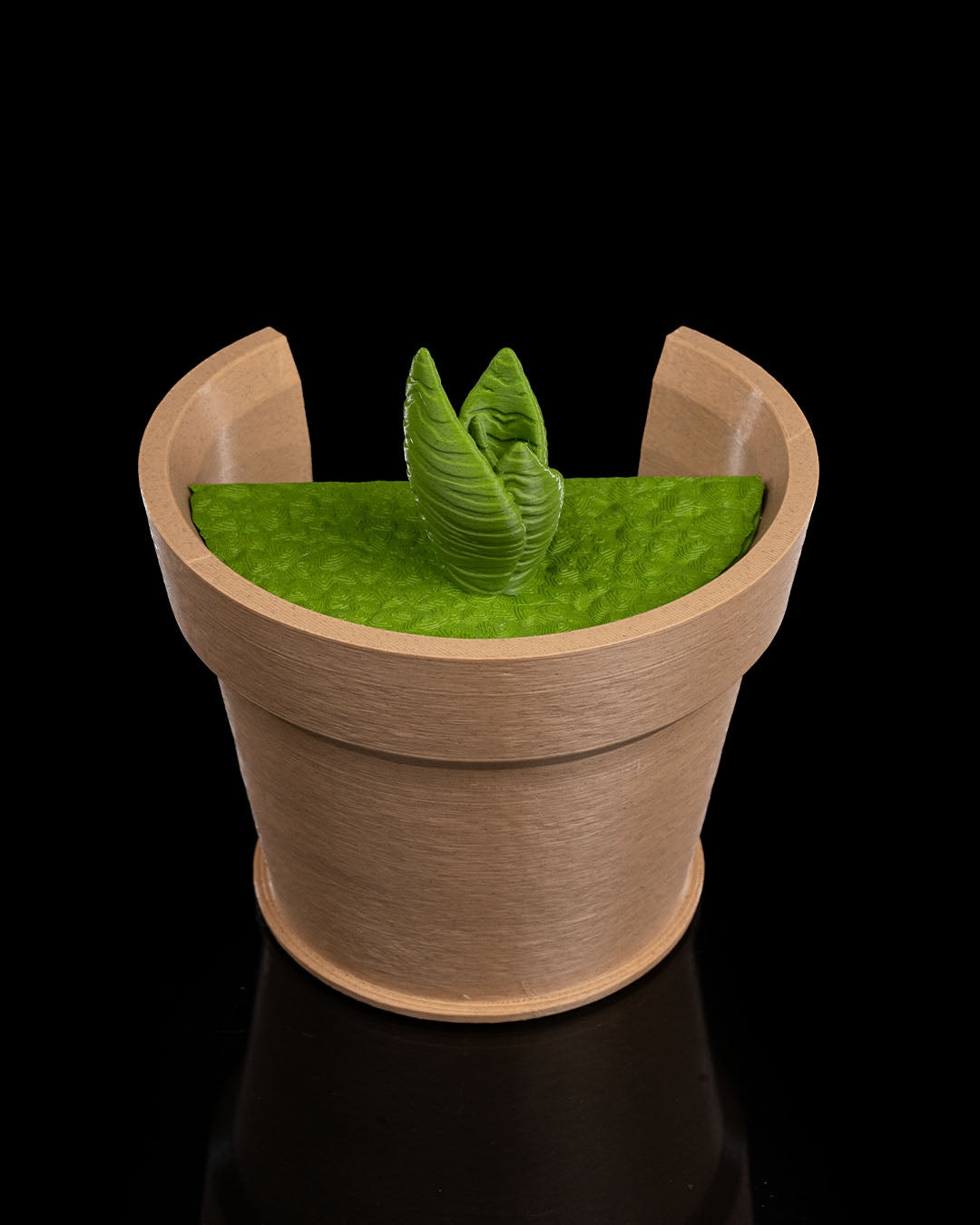 Snake Plant