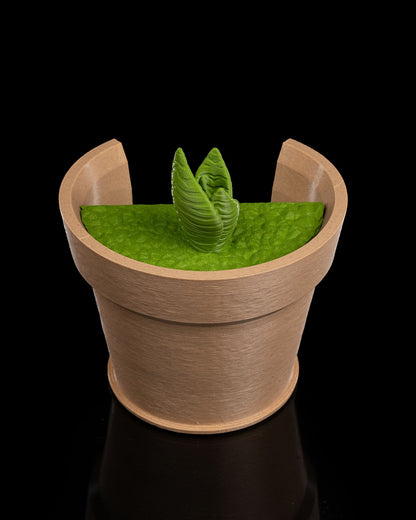 Snake Plant