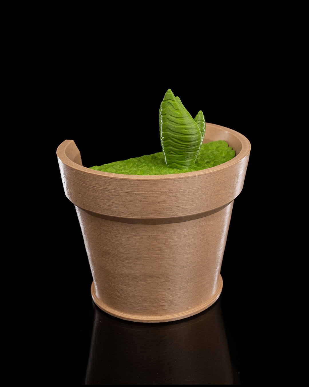 Snake Plant