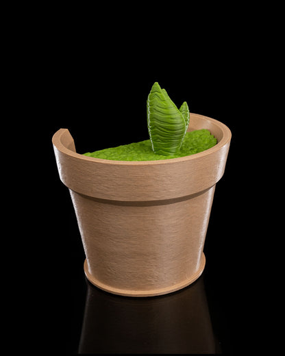 Snake Plant