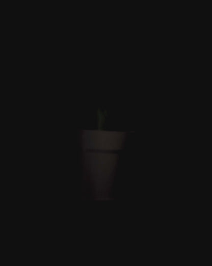 Snake Plant